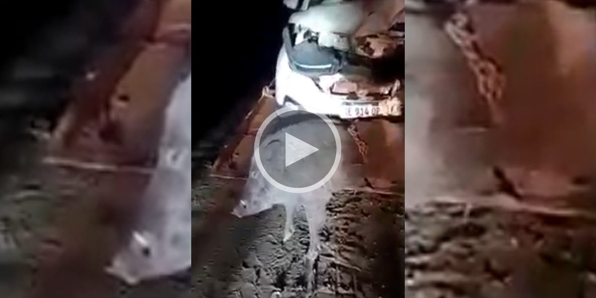 [Vidéo] Une voiture détruite par un énorme sanglier!
