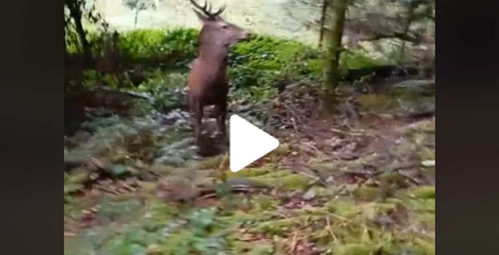 [Vidéo] Un ramasseur de champignons croise un cerf et court à sa voiture