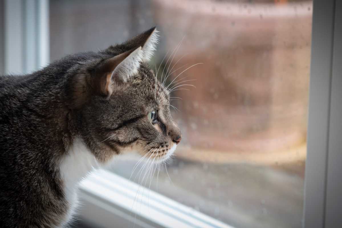 Chats confinés jusqu’en août et 50 000€ d’amende si ces derniers blessent un oiseau en Allemagne