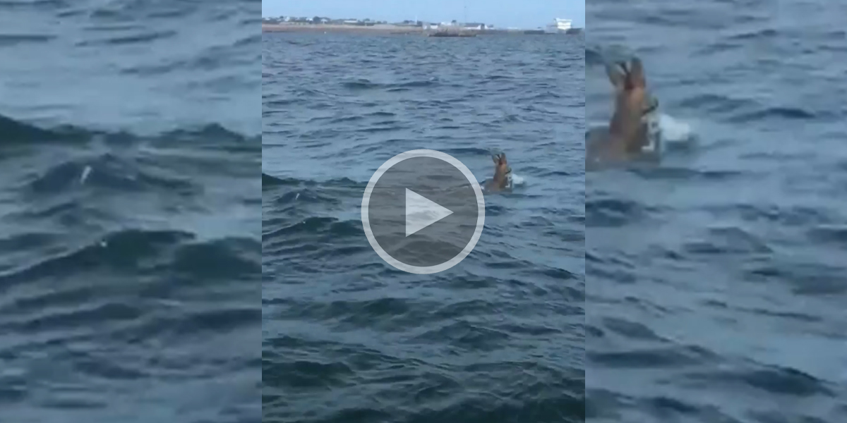 [Vidéo] Les sauveteurs de la SNSM sauvent un chevreuil piégé en pleine mer par la marée
