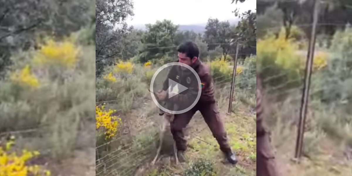 [Vidéo] Un chevreuil sauvé d’une clôture par un garde rural