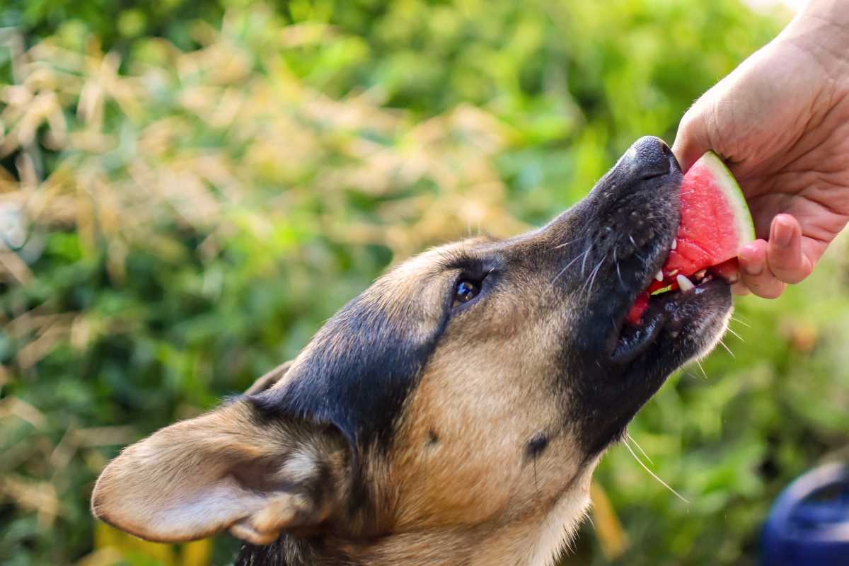 Une landaise lance une gamme de friandises vegans pour les chiens