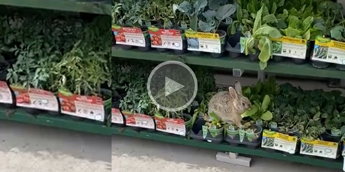 [Vidéo] Un lièvre déguste les plantes directement dans les rayons d’une jardinerie