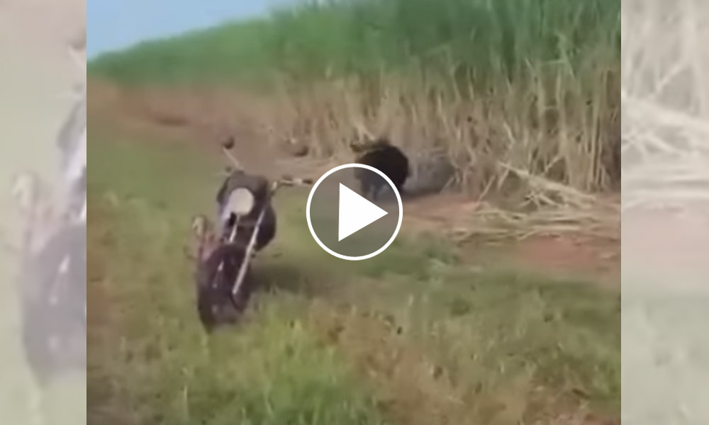 [Vidéo] Un sanglier charge une moto