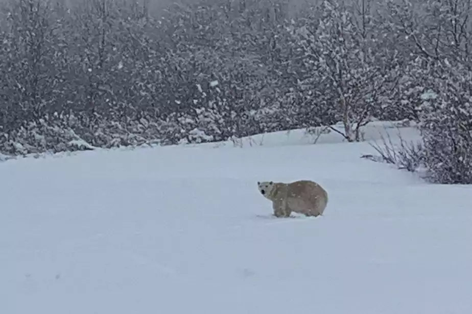 Un ours polaire abattu au Québec