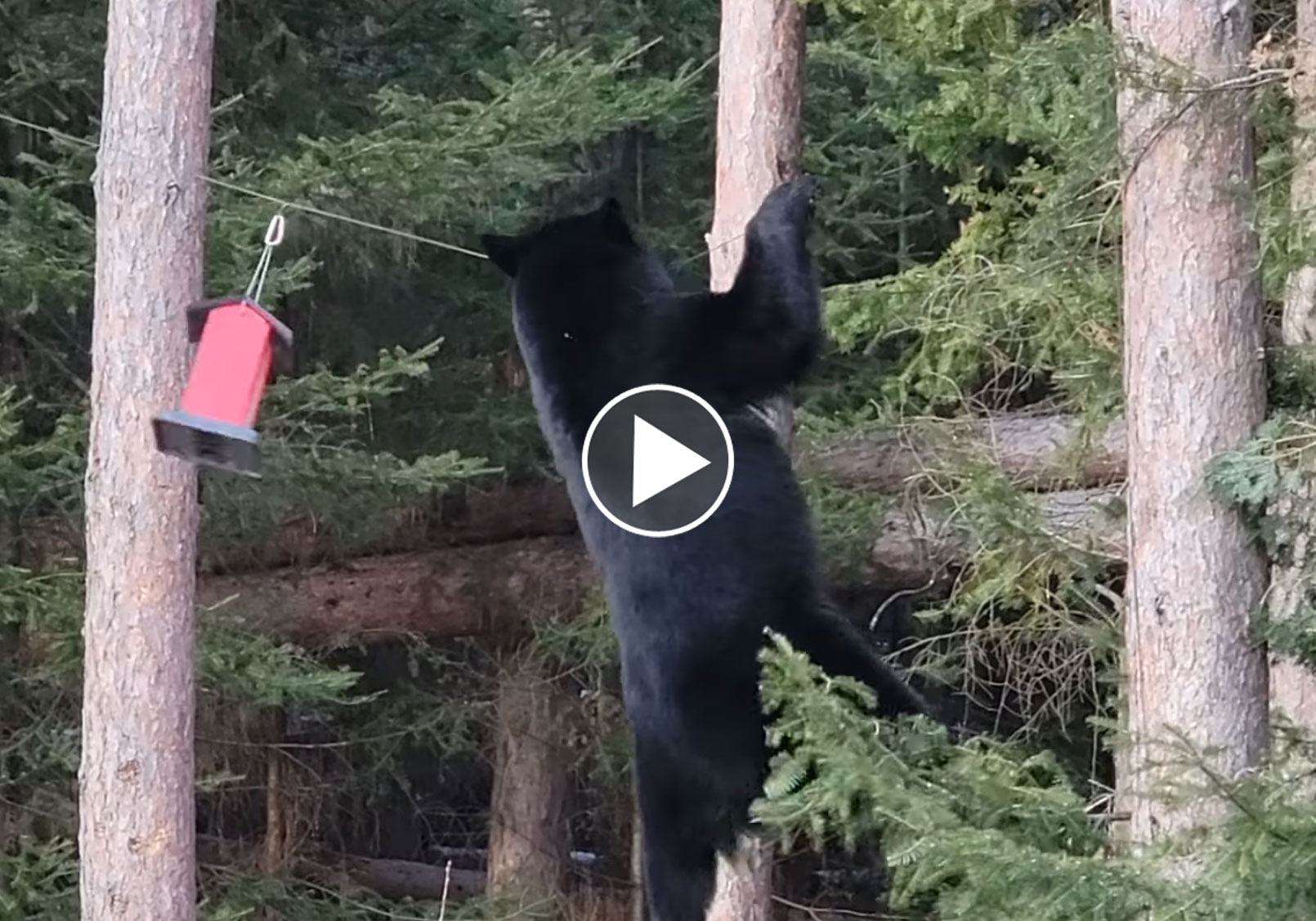 [Vidéo] Incroyable un ours se suspend à un câble pour attraper une mangeoire à oiseaux