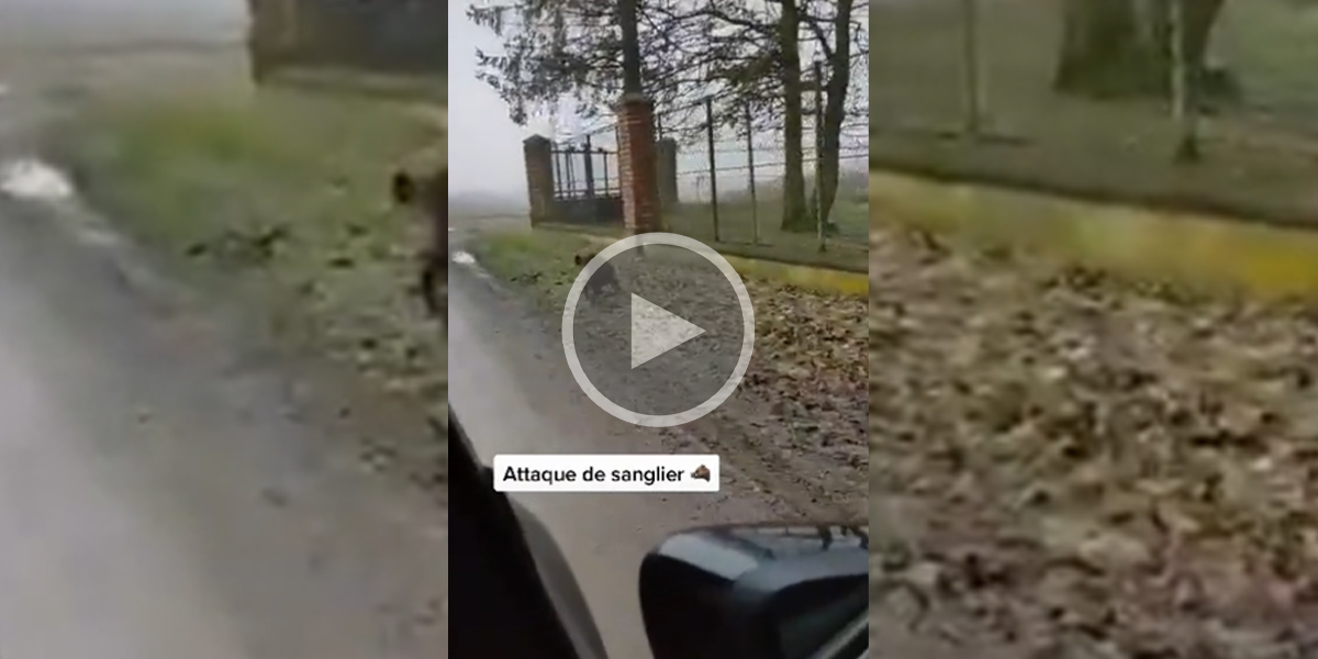 [Vidéo] Un sanglier charge droit sur une voiture