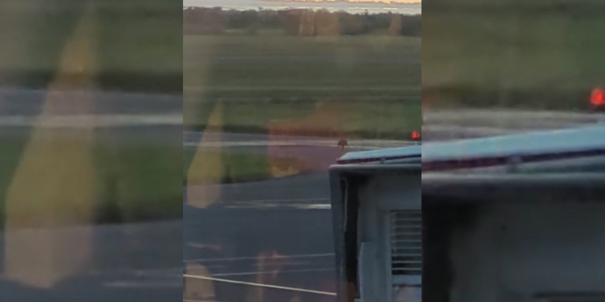 Un sanglier filmé près des pistes de l’aéroport de Montpellier