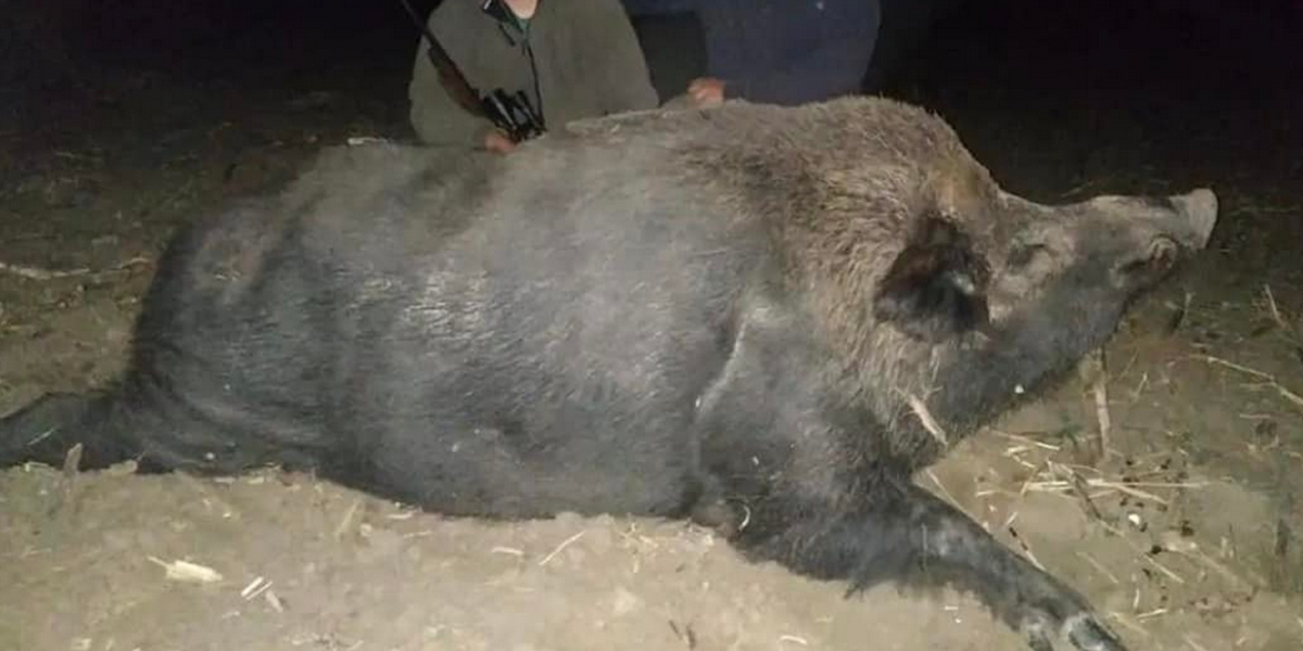 Un sanglier hors normes de 340kg aurait été prélevé