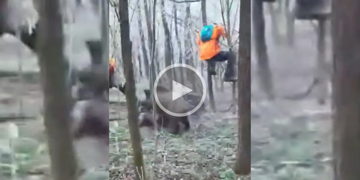 [Vidéo] Un sanglier sème la panique dans la ligne de traque