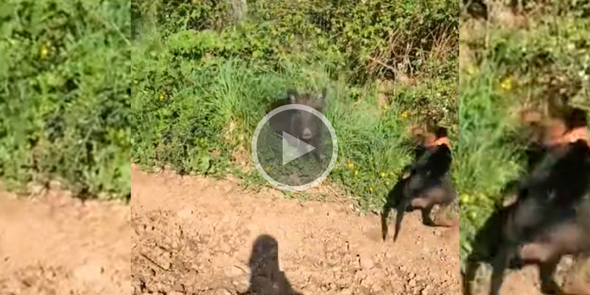 [Vidéo] Son chien se fait tamponner par le sanglier en fuite