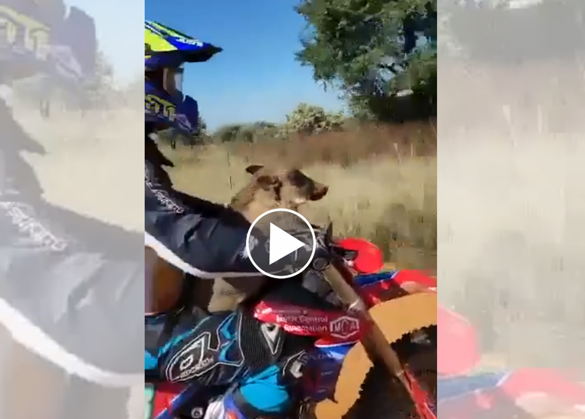 [Vidéo] Un sanglier fait de la motocross