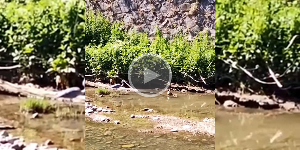 [Vidéo] Un héron attaque une couvée et avale un caneton