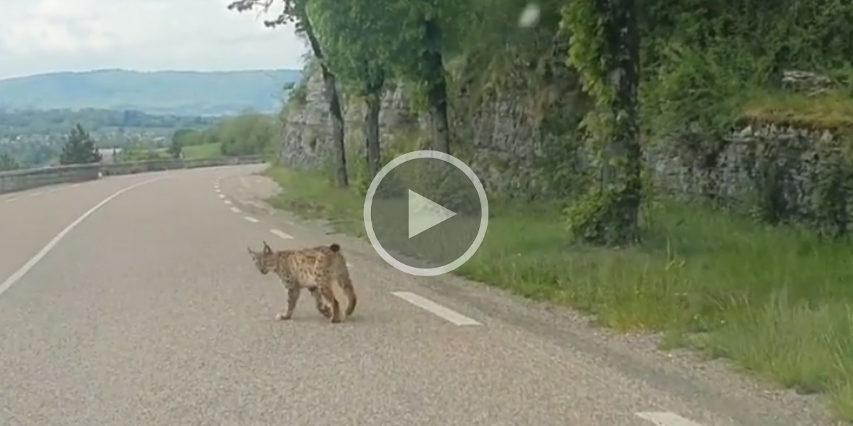 [Vidéo] Un Lynx filmé sur la route en plein jour