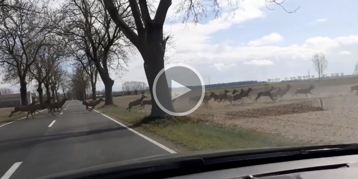 [Vidéo] Une harde impressionnante traverse une route au pas de course