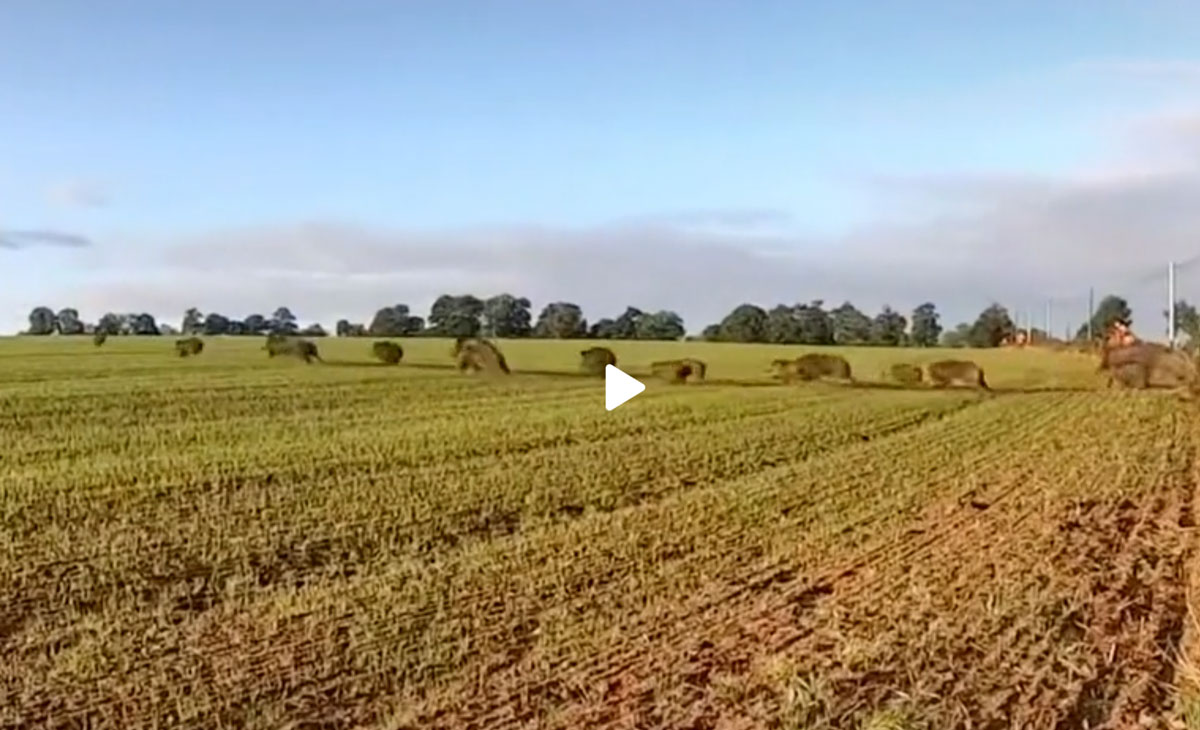 [Vidéo] Une trés grosse compagnie de sangliers déboule en plaine