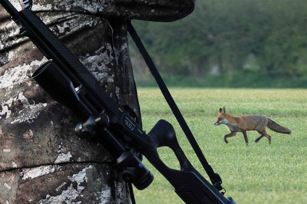 Les clés pour réussir la chasse du renard à l’approche ou à l’affût (partie 1 législation et équipement)