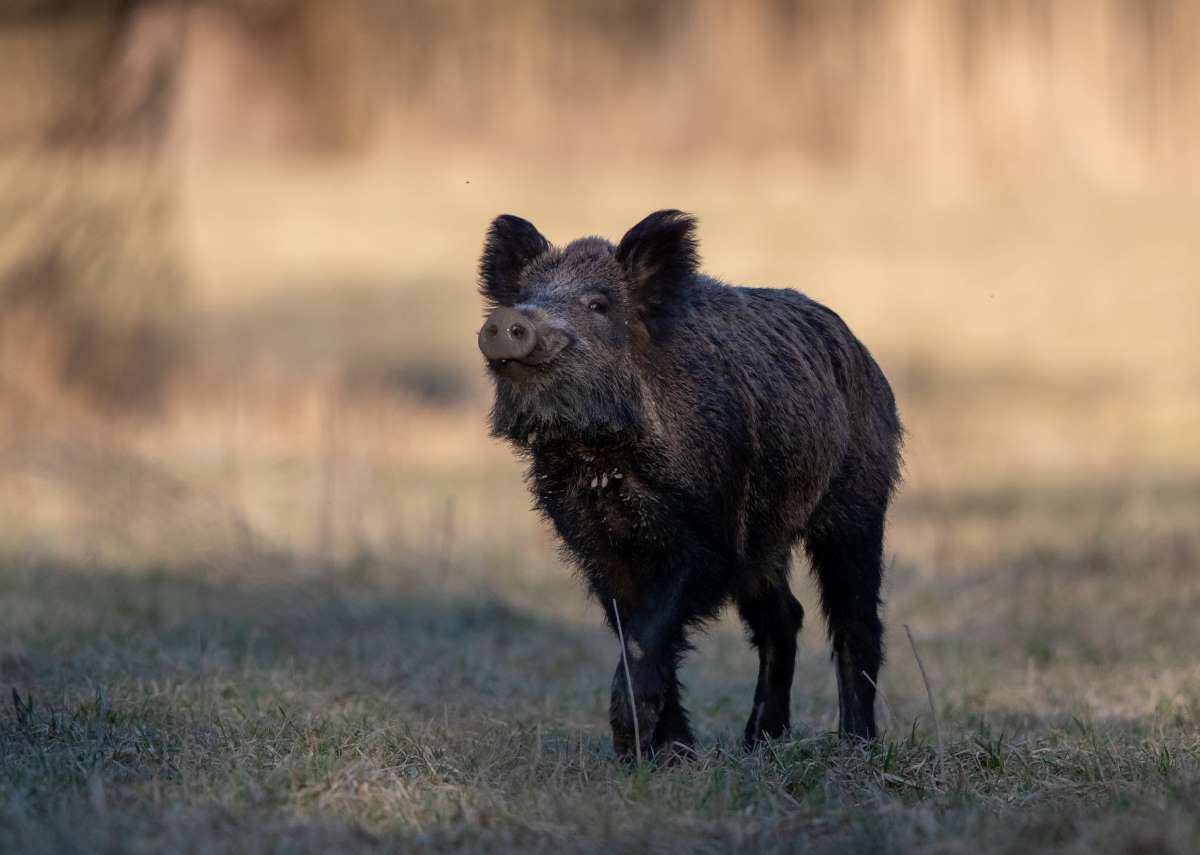 L’Essonne veut payer des chasseurs pour prélever des sangliers