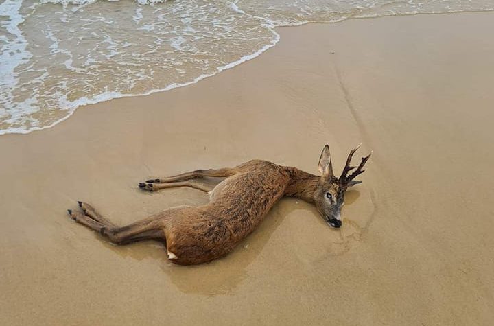 Incendies en Gironde : la faune subit de lourdes pertes