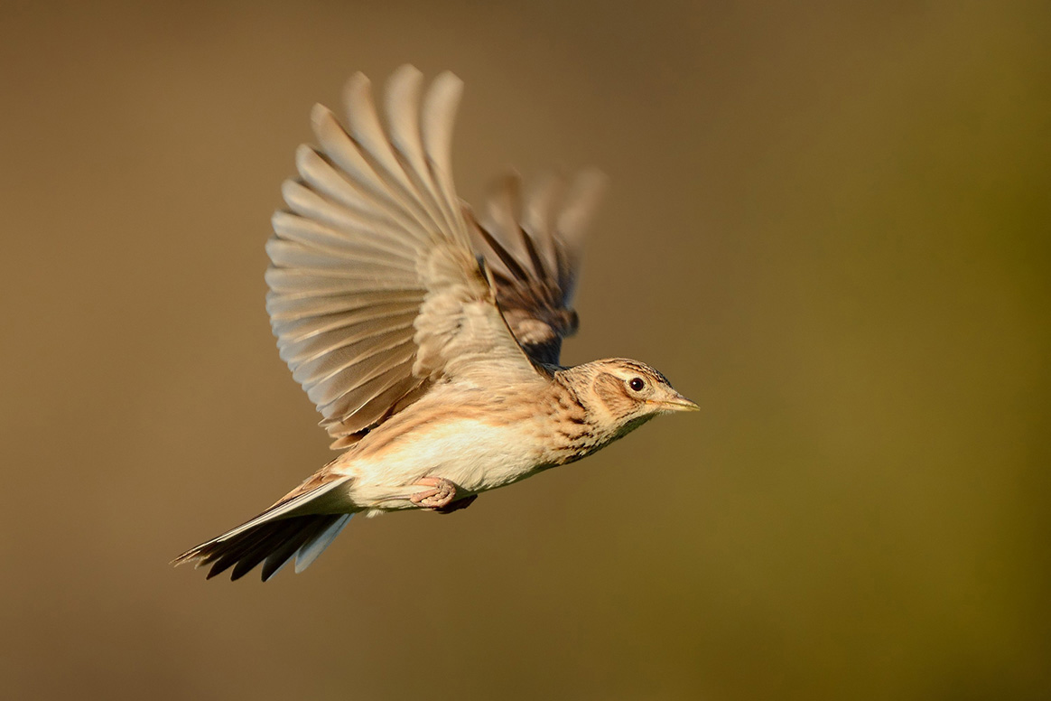 Vers un retour de l’autorisation des chasses d’oiseaux traditionnelles