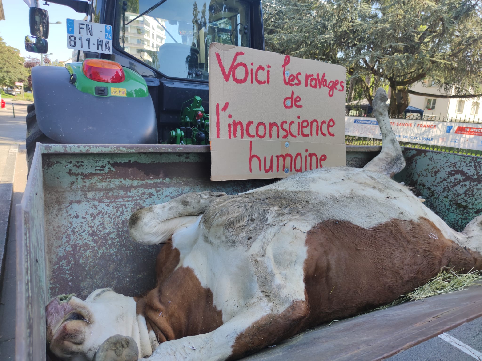 Haute-Savoie : les éleveurs de bovins déposent une carcasse devant la préfecture