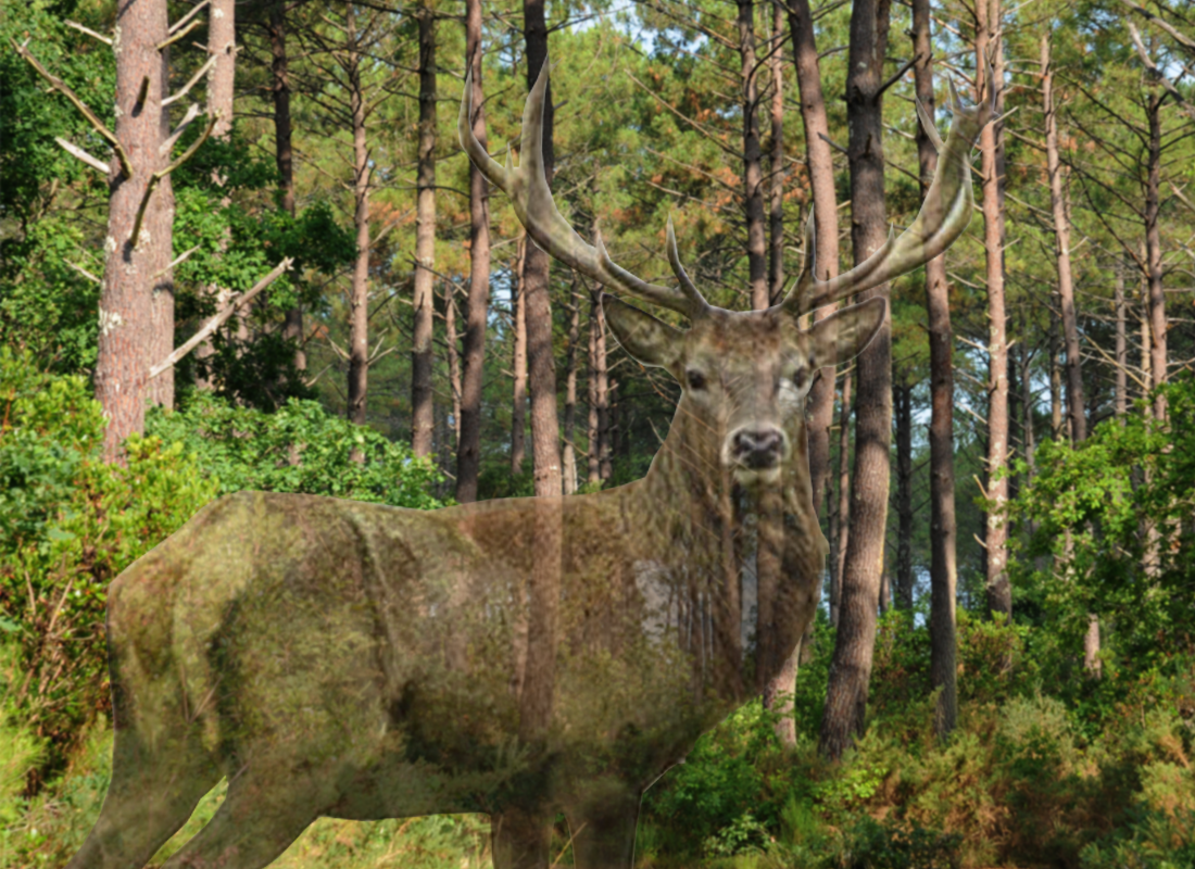 Seine Maritime : La réintroduction du cerf envisagée dans la forêt de Brotonne