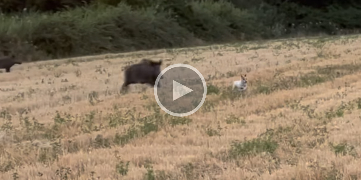 [Vidéo] Un Jack Russell trop téméraire se fait charger par un sanglier