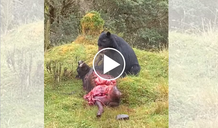 [Vidéo] Un ours tue et emporte une vache avec lui