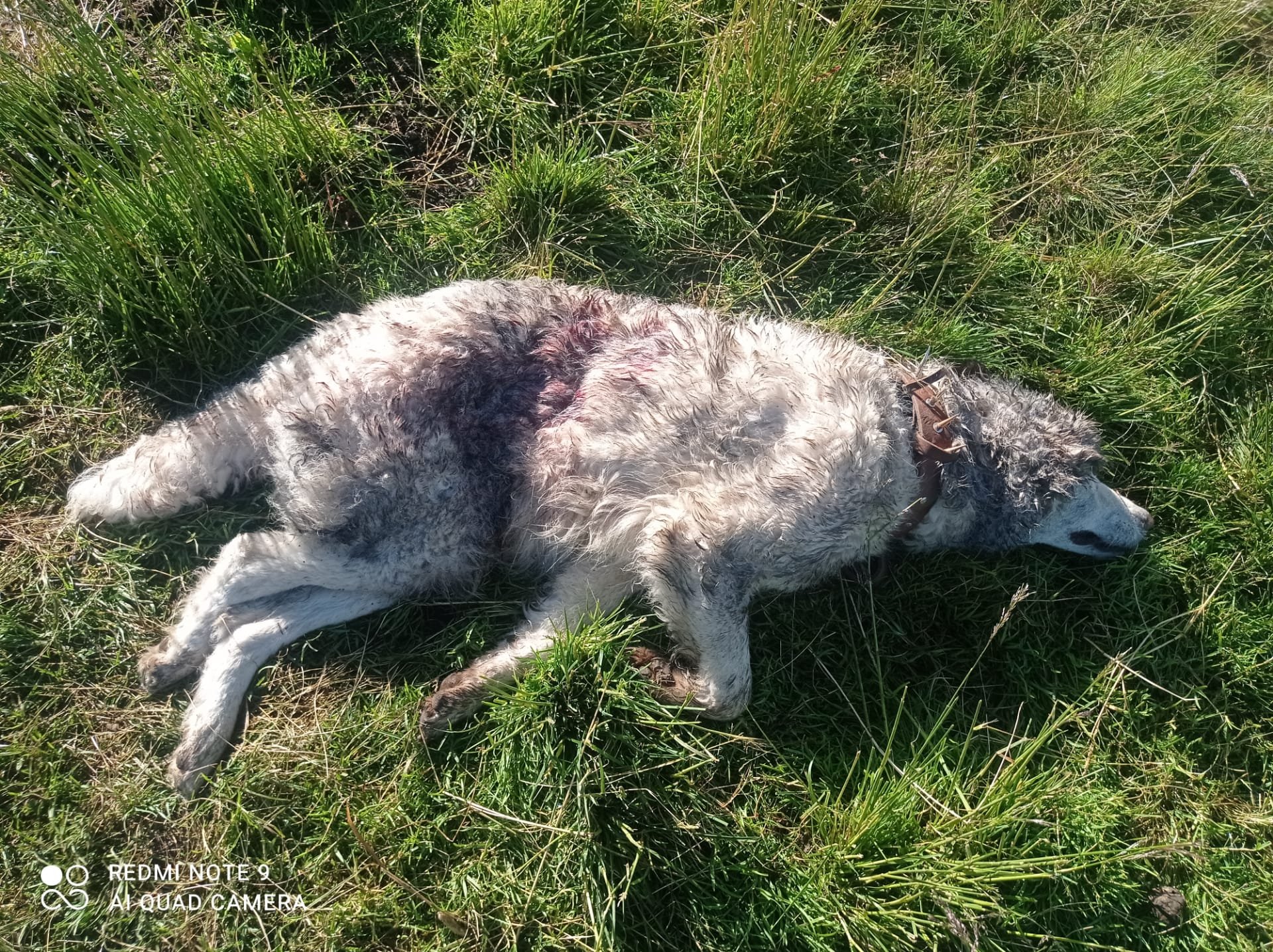 Un patou tué par le loup dans les Alpes