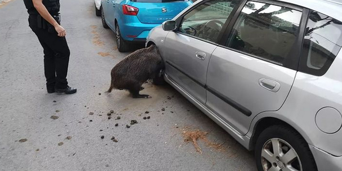 Un sanglier coincé dans le passage de roue d’une voiture