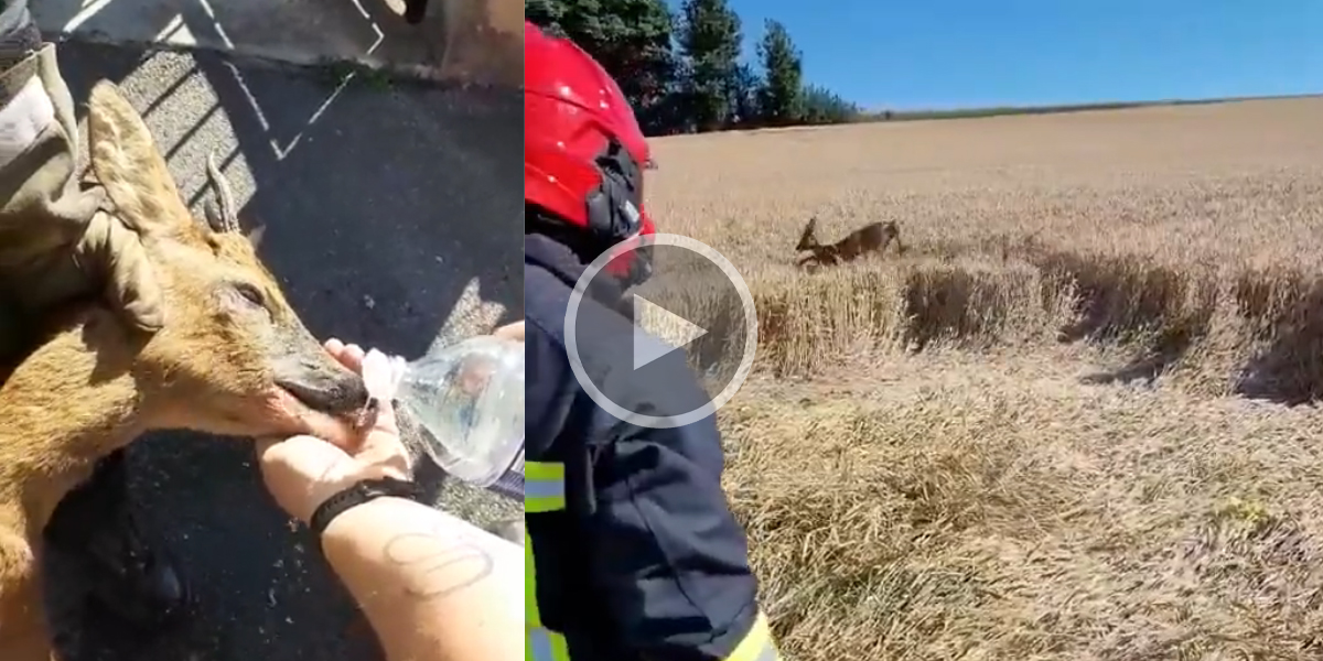 Les pompiers des Ardennes sauvent un brocard coincé dans un jardin privé