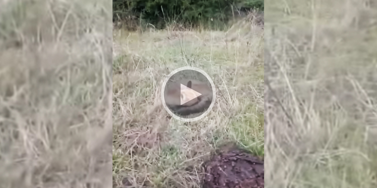 [Vidéo] Un homme filme un renard endormi qui se réveille en sursaut