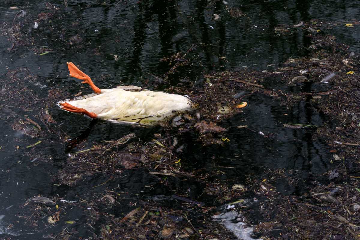 Report de la chasse sur un étang dans l’Hérault après la découverte de 500 oiseaux morts