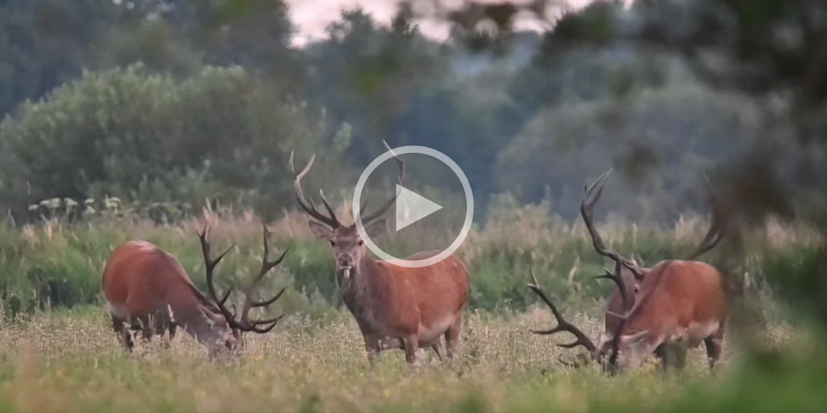 [Vidéo] Caché dans les fourrés, il filme des cervidés au repos