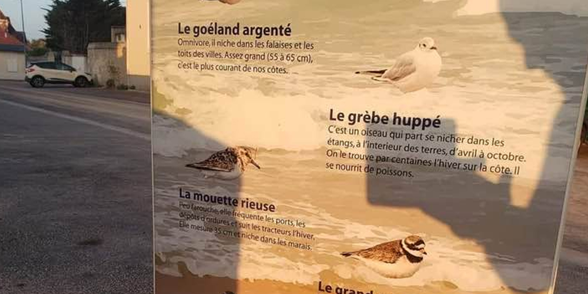 Grèbe, bécasseau, mouette… plusieurs erreurs constatées sur un panneau informatif du Calvados