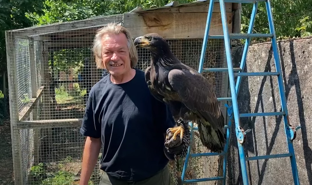 Un pygargue échappé d’Allemagne retrouvé par un chasseur en Indre et Loire 7 jours plus tard !