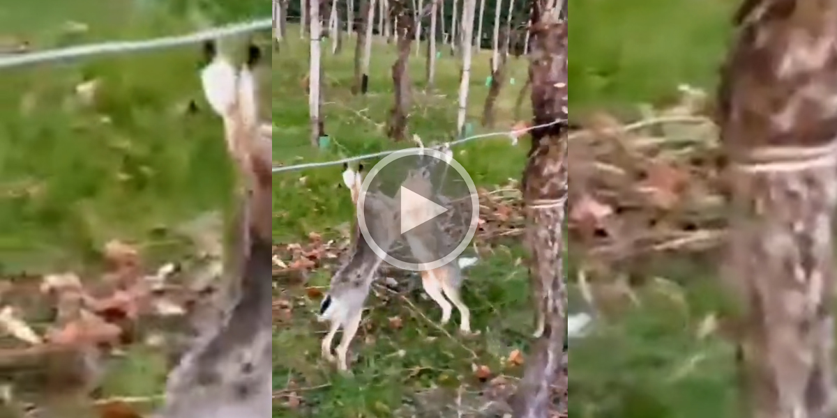 [Vidéo] Deux lièvres se livrent une bataille sans merci
