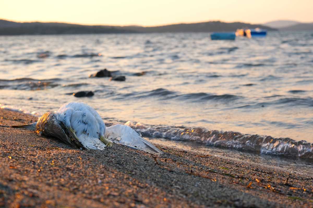 Grippe aviaire : l’ensemble de la Bretagne placée en Zone de contrôle temporaire