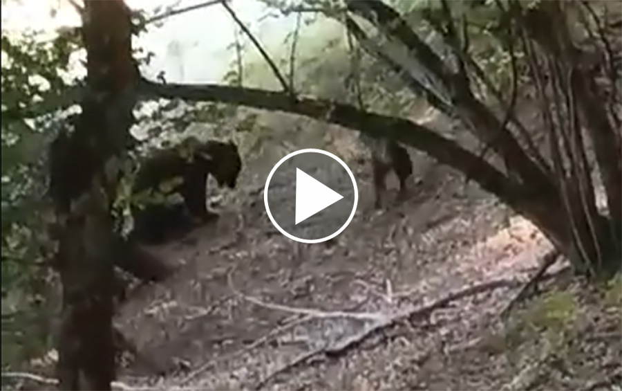 [Vidéo] Un ours avec un mouton dans la gueule poursuivi par des bergers et des chiens