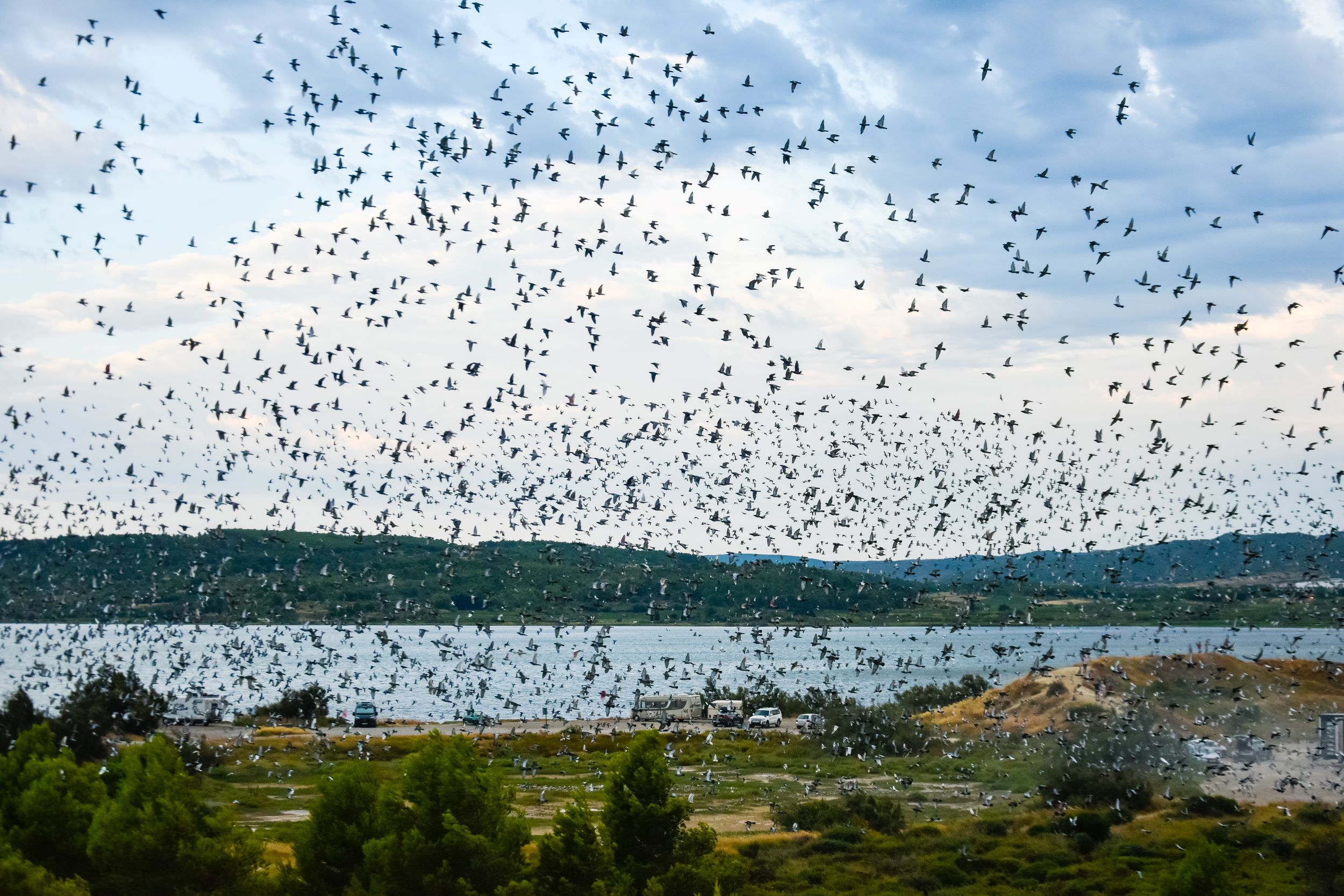 Narbonne : des milliers de pigeons voyageurs se perdent dans l’orage