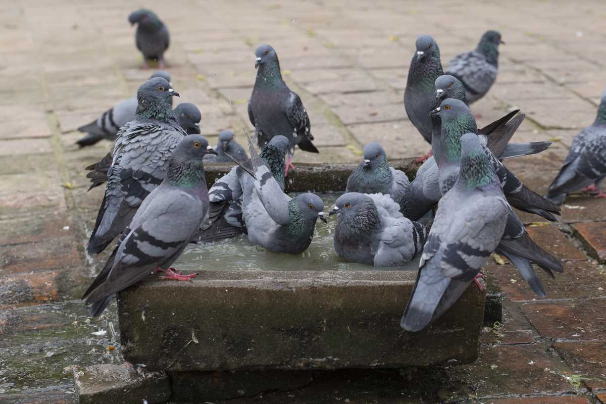Eure : les chasseurs autorisés à tirer les pigeons en ville avec des carabines à air comprimé