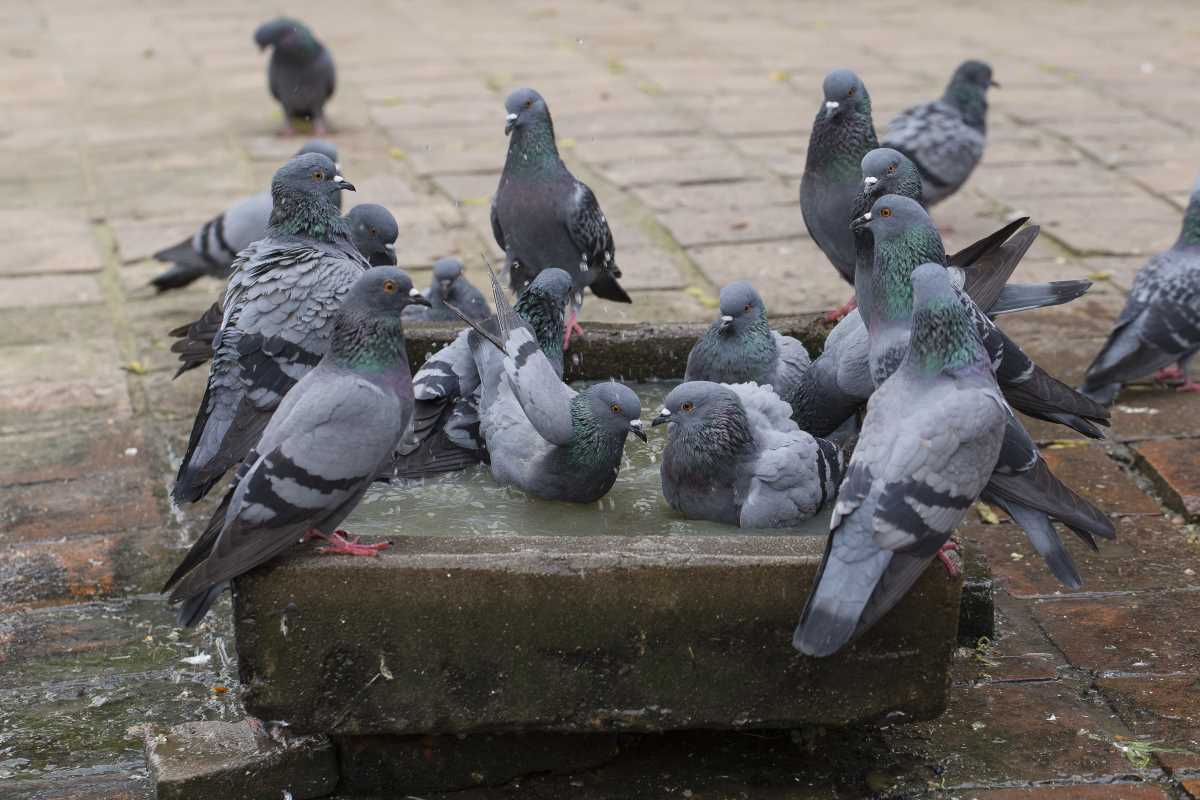 Manege A 3 Pigeons chez votre spécialiste de la chasse au gibier d'eau!!