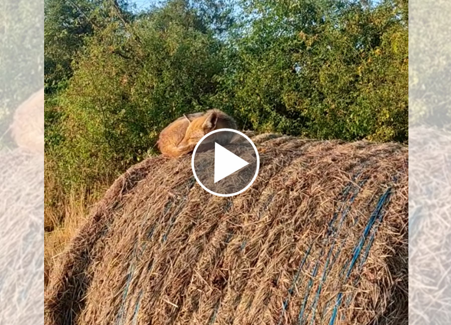 [Vidéo] Un renard surpris en pleine sieste au soleil