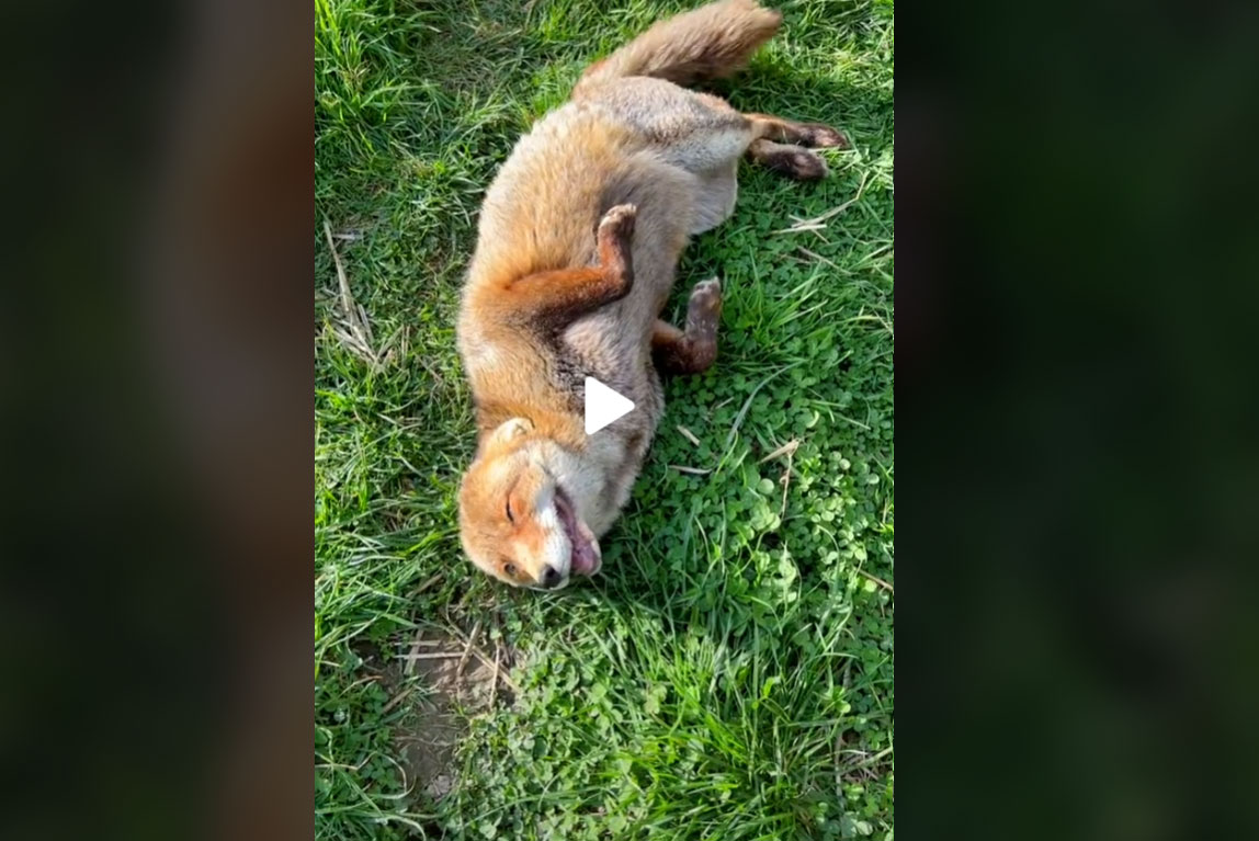 [Vidéo] Un renard qui se bidonne de rire