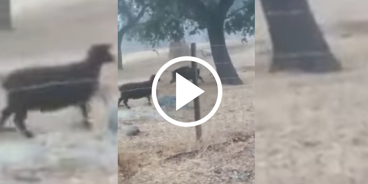 [Vidéo] Un sanglier attaque des agneaux dans un près clôturé