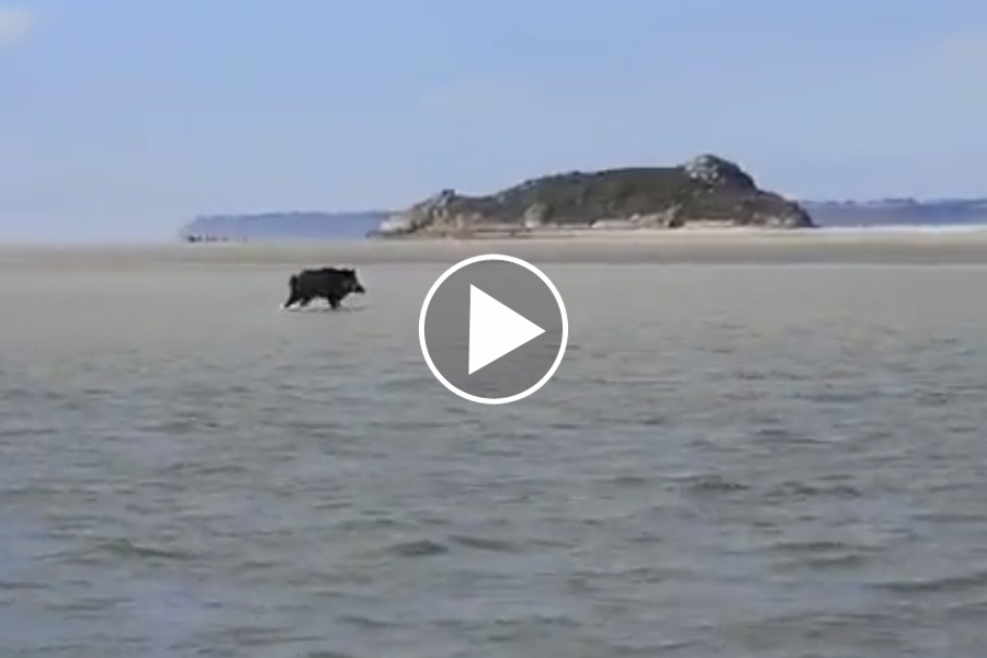 [Vidéo] Un sanglier qui marche sur l’eau !