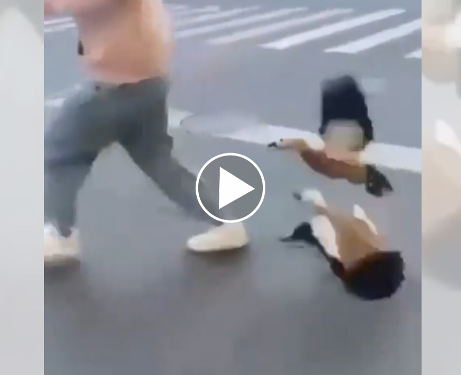 [Vidéo] Un citadin s’approche trop près d’une portée de « canards », les parents l’agressent