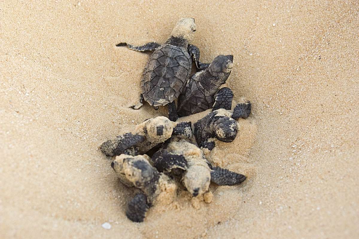 Les chasseurs de l’Hérault protègent les tortues de mer