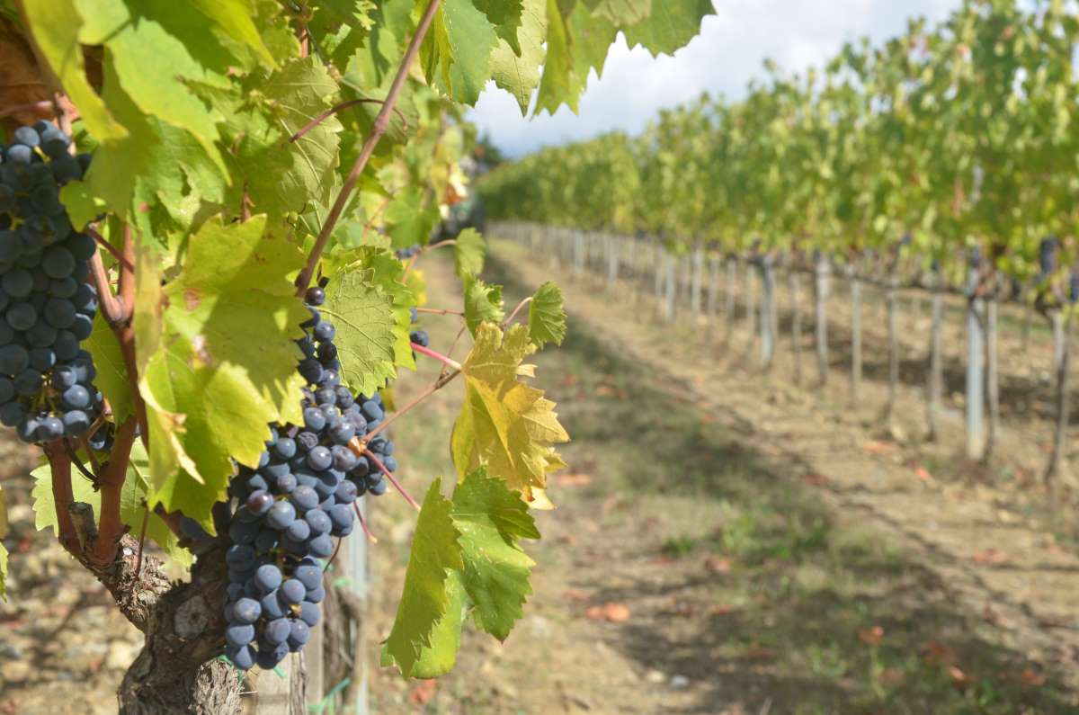 Un viticulteur offre du vin pour inciter des squatteurs à venir faire du bruit dans ses vignes et faire fuir les sangliers