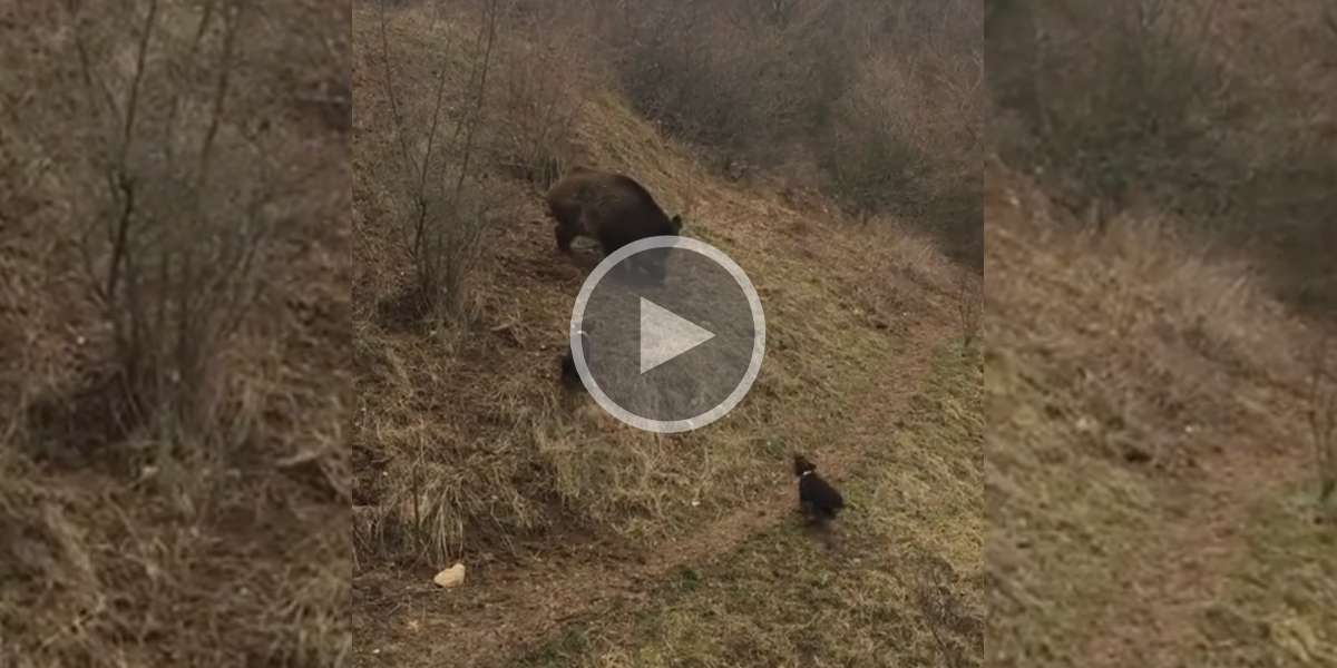 [Vidéo] Deux chiens de chasse Jagdterrier seuls face à un gros sanglier